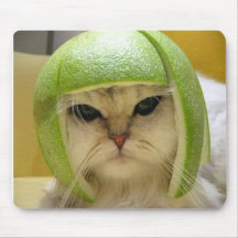 rolig katt mus matta