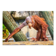 Rolig Orangutan Fotografiskt Tryck