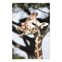 Rolig vänd mot reticulated giraff, San Francisco Foto