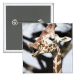 Rolig vänd mot reticulated giraff, San Francisco Nål