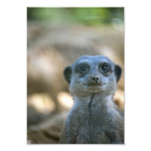 Roliga Meerkat Foton