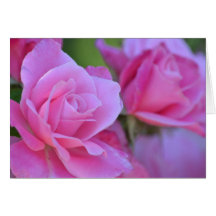 Romantisk rosa rosblommigt hälsningskort
