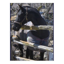 Romeo foto vykort