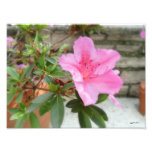 Rosa Azaleas 1 foto