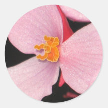 Rosa Begoniaklistermärke