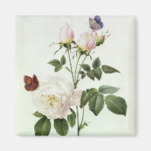 Rosa: Bengale Hymenesen Kylskåpmagneter