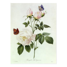 Rosa: Bengale Hymenesen Vykort