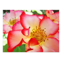 Rosa blom- fotografikanvastryck