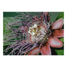 Rosa blomma för Granadilla (Passifloraquadrangular Skräddarsydda Inbjudan