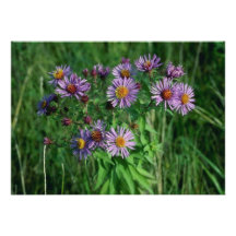 Rosa blomma för New England Aster (Asternova-Angli Anpassningsbara Tillkännagivanden