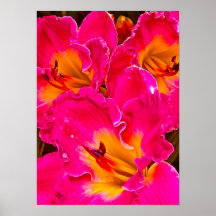 rosa blommor affisch