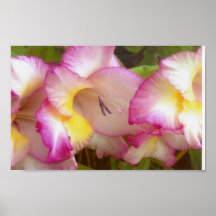 Rosa blommor affisch