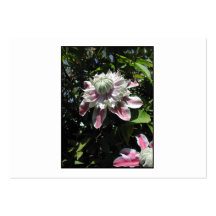 Rosa blommor. Clematis. Stilfull design Visit Kort
