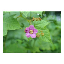 Rosa blommor för blommarhallon (rubusen Odoratus) Anpassningsbara Inbjudningskort