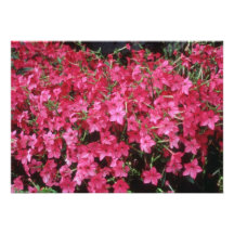 Rosa blommor för blommartobak (nicotianaen Alata) Tillkännagivande