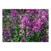 Rosa blommor för Fireweed (epilobiumen Angustifoli Inbjudan