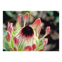 Rosa blommor för hertiginnaprotea (Proteaexima) Anpassningsbara Inbjudningskort
