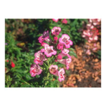 Rosa blommor för Penstemon (penstemonen Gloxiniode Inbjudningskort