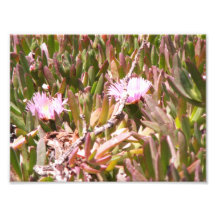Rosa blommor fotografiska tryck