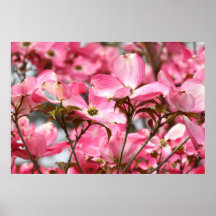 rosa blommor posters