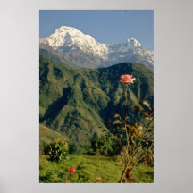 Rosa blommor posters
