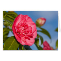 Rosa Camellia kort