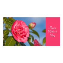 Rosa Camellia fotokort