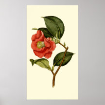 Rosa Camellia Print