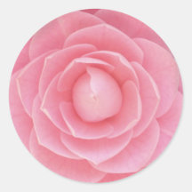 Rosa Camellia Rund Klistermärke