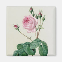 Rosa Centifolia Bullata Magneter