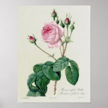 Rosa Centifolia Bullata Posters