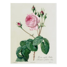 Rosa Centifolia Bullata Vykort