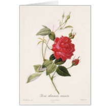 Rosa chinensis cruenta hälsningskort