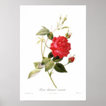 Rosa chinensis cruenta posters