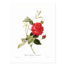 Rosa chinensis cruenta vykort