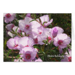 Rosa Clarkia Rubicunda kort