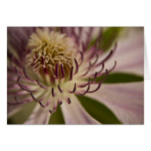 Rosa Clematis •, Hälsningkort