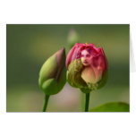 Rosa Collage för Victoriankvinna "en kärlek ", Kort