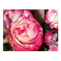 Rosa Collagevykort