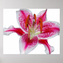 Rosa dagdrömmareliljaaffisch