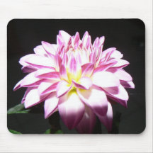 Rosa Dahlia Mus Matta