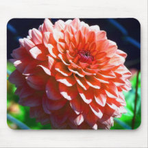 Rosa Dahlia Musmattor