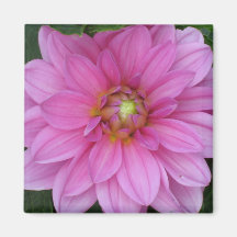 rosa dahliamagnet kylskåpsnagnet