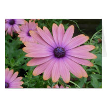 Rosa daisy hälsningskort