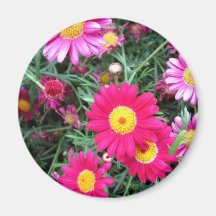 Rosa daisy magnet för kylskåp