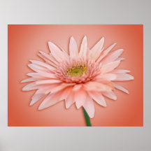 Rosa daisy print