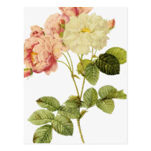 Rosa damascenor vykort