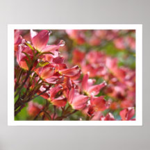 Rosa Dogwood blommar blom- konsttryck Affischer