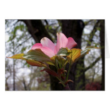 Rosa dogwood hälsnings kort