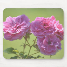 Rosa eleganta ro musmatta